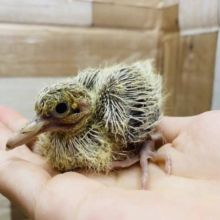 まだウブウブな鳩さんです！おっとりとした性格が可愛いジュズカケバト♪