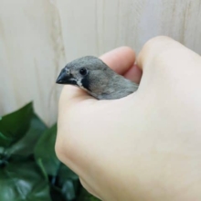 最新画像になりますよ！！推しはキンカチョウさん！！　ノーマル