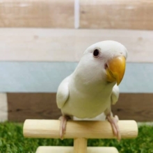 最新画像有り！赤目で美白なヒナちゃんです！コザクラインコのブルーイノカラー！