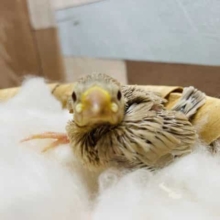 優しい色合いのヒナさんです！シナモン文鳥！