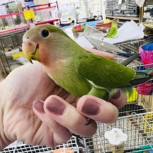 最新画像更新☆ニコイチ♡小桜インコさん(ノーマル)入荷しました〜❤