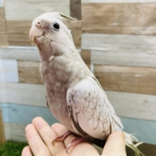 魅力的な落ち着いたカラーです！オカメインコホワイトフェイスシナモンパール☆