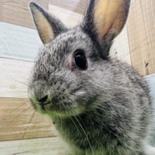 ほわほわ♡ネザーランドドワーフラビット