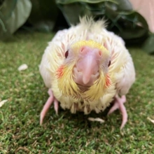 オカメインコルチノー、むちむち