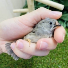 あと１羽！！１人餌です！おちびちゃんズ！！！！　キンカ鳥　ノーマル