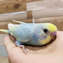 手にぴとっとくっついてしまう恥ずかしがり屋さんのセキセイインコパステルレインボー♪