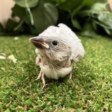 シルバー文鳥ヒナ