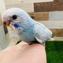 うるうるお目目♡ぺたんこ♪水色のスパングルセキセイインコ
