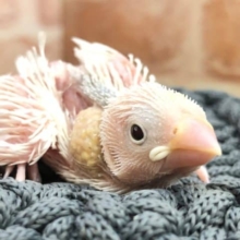 白文鳥が入舎ですよ！　R４　９／２８撮影