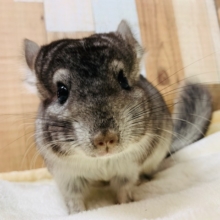 小柄くん☆カキカキできるチンチラ(グレー)くん！！
