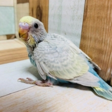 ちょっと大人っぽい色合いかも♪セキセイインコ(パステルレインボースパングル)さん☆