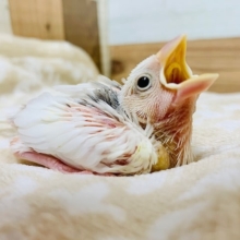 ヒナヒナのはげちゃびん♡待っていた方も多い白文鳥さん♪
