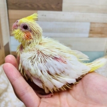 むっちりぼでぃ♡うっとり顔がたまらない！オカメインコ(ルチノー)さん！！