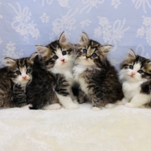 可愛いミックス猫ちゃん達♡予約受付開始♪個別記事も登場☆