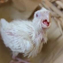 真っ白だよ～ピュアホワイトのオカメインコさん入舎！！