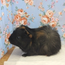 ツキノワグマにボクはなる💛イケメンモルちゃんです💛