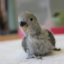 すでにイイお色♥コザクラインコ（モーブ）さん♥
