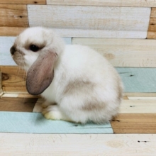 垂れ耳のもふもふさん♪ロップイヤーラビットくん☆
