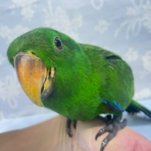 存在感💛オオハナインコ　男の子　2022年6月生まれ