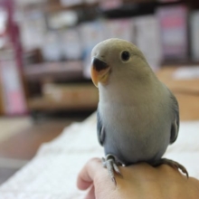 ヒナご飯卒業✴レアカラー好き必見のコザクラさん入舎しました！！