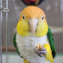 ちょっぴり怖がりさんだけど…個性的で愛おしいシロハラインコさんです💛