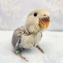 激キレイ💛パート２　コザクラインコ（バイオレットシナモンオパーリン）　2022年8月9日生まれ