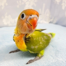 オレンジ💛ヤマブキボタンインコ　2022年8月生まれ