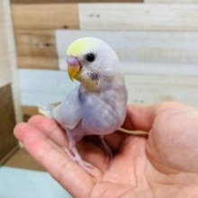 淡いカラーの人気さん♪セキセイインコ(ライラック)さん☆