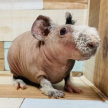 牧草モグモグが可愛い♡スキニーギニアピッグくん☆