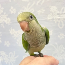 ツヤツヤグリーン💛オキナインコ（グリーン）　2022年8月生まれ