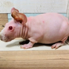 まるでブタさん?!スキニーギニアピッグくん☆