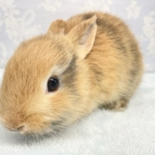 ドテッ💛ミニウサギ（オレンジ系）男の子　2022年8月生まれ