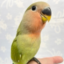 ムチッと💛コザクラインコ（ノーマル）2022年8月生まれ
