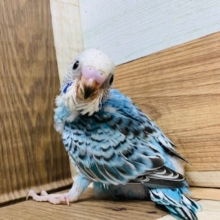 右に左にトテトテ♡セキセイインコ(オパーリン)さん！