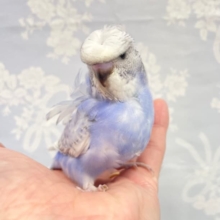 クリン💛クリン💛羽衣セキセイインコ（スパングル）　2022年8月生まれ