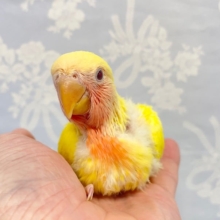桃カラー💛コザクラインコ（ルチノー）　2022年8月生まれ