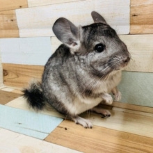 もふっと♪慣れる予感！チンチラくん☆