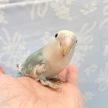 激キレイ💛コザクラインコ（アクアターコイズパイド）　2022年8月4日生まれ