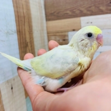 振り向いたお顔が激かわ♡セキセイインコ(パステルレインボーハルクイン)さん♪