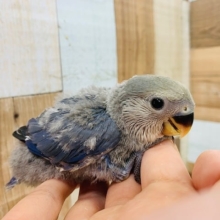 濃い色がきれい♡コザクラインコ(コバルト)さん☆