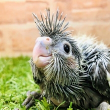 ノーマルなのにレア？　オカメインコ　ノーマル　R４　９／６撮影