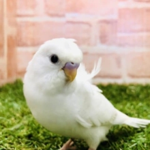 まるで天女の羽衣！　羽衣セキセイインコ　ダブルファクター　R４　９／１０撮影