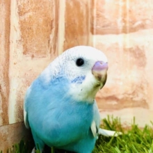 ホクロがチャームポイント？！　セキセイインコ　スパングル入舎です！！　Ｒ４　９／２撮影