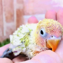 美カラー！　ボタンインコ　ヤマブキ　R4９／１４撮影