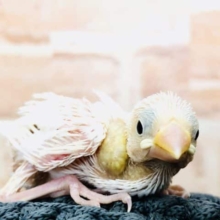 人気の白文鳥が今週も！　白文鳥　R４　９／１４撮影