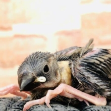 ボチボチ入舎が・・・　桜文鳥　R４　９／１４撮影