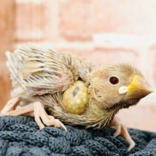 シナモンもやってきました！　シナモン文鳥　R４　９／１４撮影