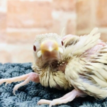 密かに人気なカフェオレカラー　シナモン文鳥　R４　９／２２撮影