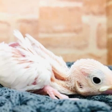 純白ボディ　白文鳥　R４　９／２２撮影