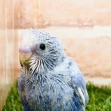 人気のスパングルです　セキセイインコ　スパングル　R４　９／２２撮影